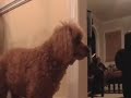 my dog choclate