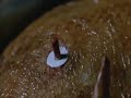 Tom Hanks and Shelley Long in the Money Pit (part 1)