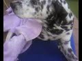 Dalmatian Dalmatian