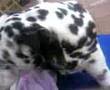 Dalmatian