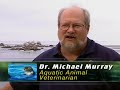 Career Profiles: Aquatic Animal Practitioner Career Profiles: Aquatic Animal Practitioner