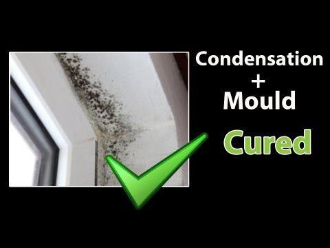 how to remove mold from a walls