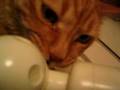 蛇口で水を飲む猫