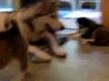 Alaskan Malamute Puppies 5 wks 4 days