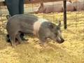 videos de What should be fed to a hog during each stage of development?