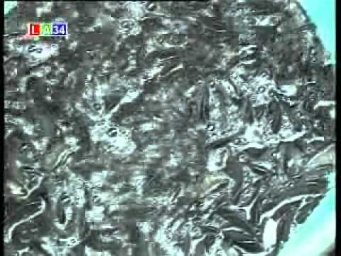 rô - nuôi cá rô http://channuoimientaynambo.blogspot.com Mời qúy vị xem bài KT chăn nuôi và trồng trọt.