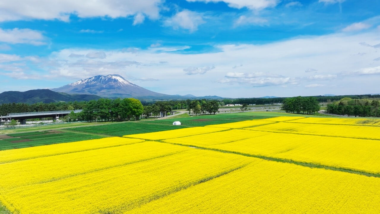 盛岡に咲く春の花