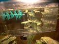 Baby Guppies