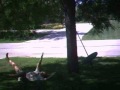 Swing Fling - TWO
