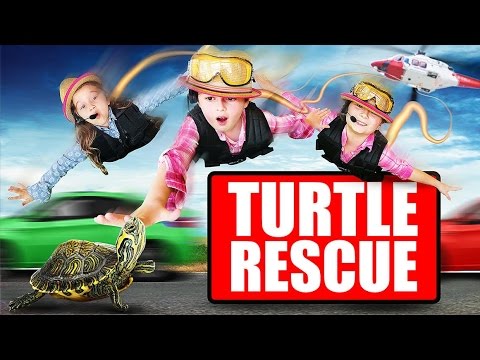 Tiny Tortoise Dodges Traffic!