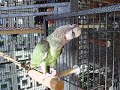 Lucy the Cape parrot sleepy