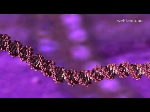 ดีเอ็นเอ (DNA) คืออะไร โครงสร้างDNA 3D  Molecular Visualizations of DNA 