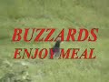 HAWK VS. BUZZARD STANDOFF-WILD RED-TAILED HAWK CONTENDS