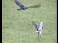 HAWK VS. BUZZARD STANDOFF-WILD RED-TAILED HAWK CONTENDS