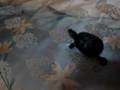 videos de Turby's fun time