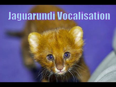 JAGUARUNDI