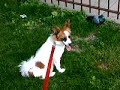 Papillon Puppy Playing with a Pigeon