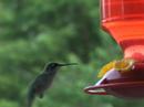 Humming bird slow close up