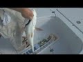 Redfish and Snook Legends