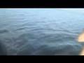 Redfish and Snook Legends