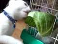 猫とキャベツと迷惑うさぎ