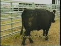 Body Condition Scoring Beef Cattle