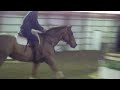 warmblood sale horse/Buddy