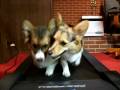 Two Corgis on a Treadmill