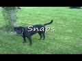 Black Labs Jump for Pears