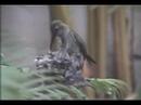 Hummingbird Family Hummingbird Family