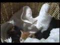 0024・ライフボート東京の子猫たち1(犬猫ペット)