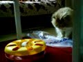 Kitty  Rollabout