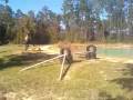 videos de Me and Chance Jumping 2ft