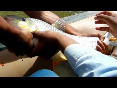 Pescaria de piau de 5 kg no rio paracatu