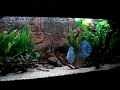 Discus Amazone Rio 400 aquarium