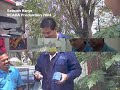 Dambaan Pilu Dambaan Pilu