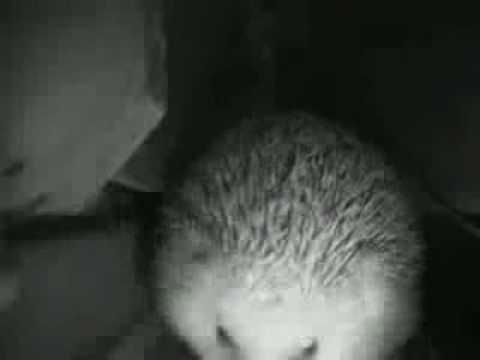 Видео 'Ежик зевнул'