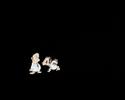 intro-tenacious-d.html