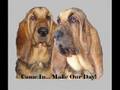 Bloodhound video