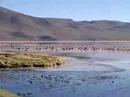 Flamands a la Laguna Colorada Flamands a la Laguna Colorada