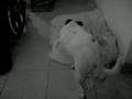 Un Chien Pas Comme Les Autres