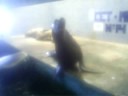 MAiA Y LA FOCA