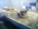 MAiA Y LA FOCA