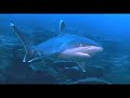 Destination Diving Television Series