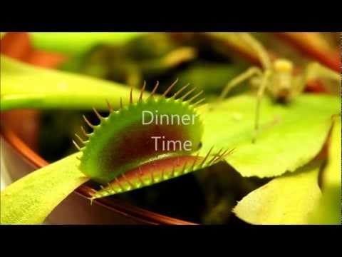 how to transplant a venus fly trap