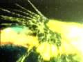 Babylon 5-Vorlon versus Shadow