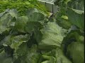 dole recalls salad mix due to e coli concerns