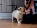 videos de www.mjchihuahuas.com