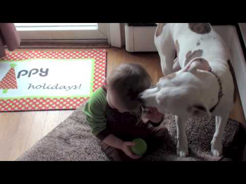 pit bull