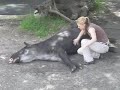 Tapir Massage